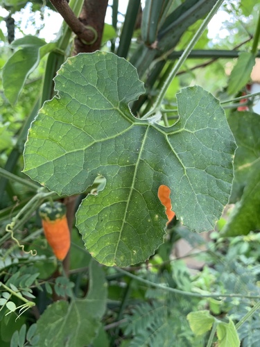 Kedrostis leloja — photo
