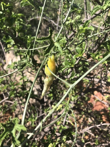 Kedrostis leloja