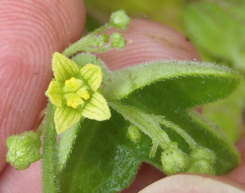 Kedrostis nana (Dwarf kedrostis) — photo