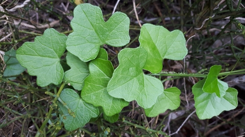 Kedrostis nana (Dwarf kedrostis) — photo
