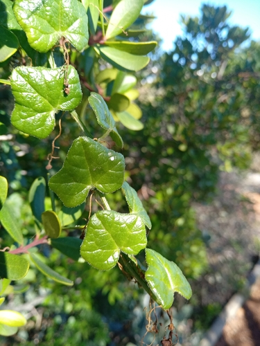 Kedrostis nana