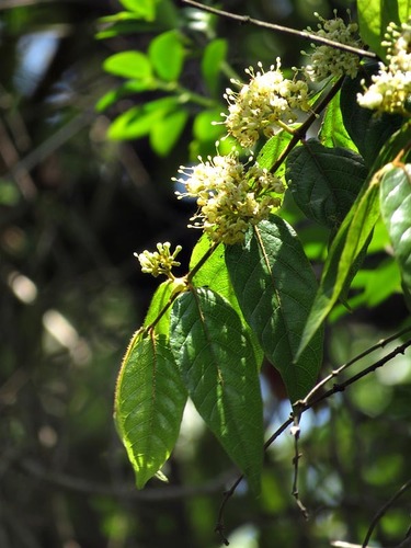 Keetia gueinzii (Climbing turkey-berry) — photo