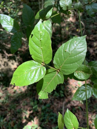 Keetia gueinzii (Climbing turkey-berry) — photo