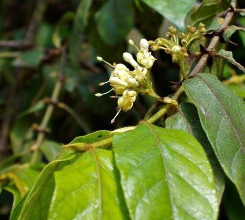 Keetia gueinzii