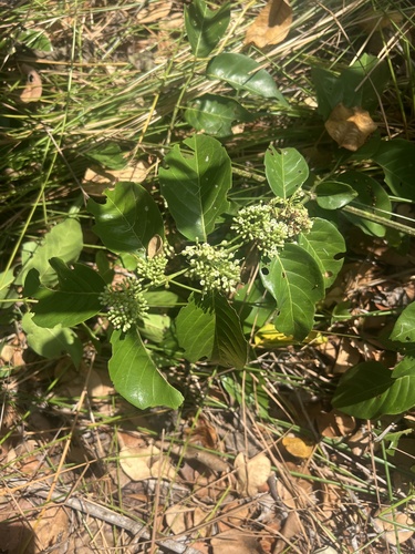 Keetia zanzibarica