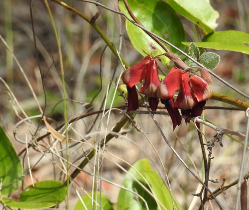 Kennedia rubicunda (Dusky coral) — photo