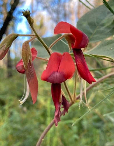 Kennedia rubicunda