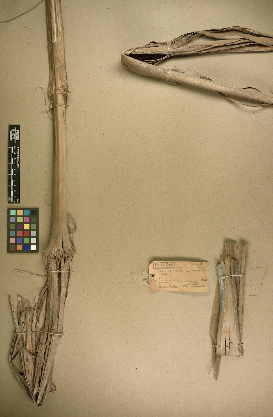 Kentia chaunostachys (Palm cabbage) — photo