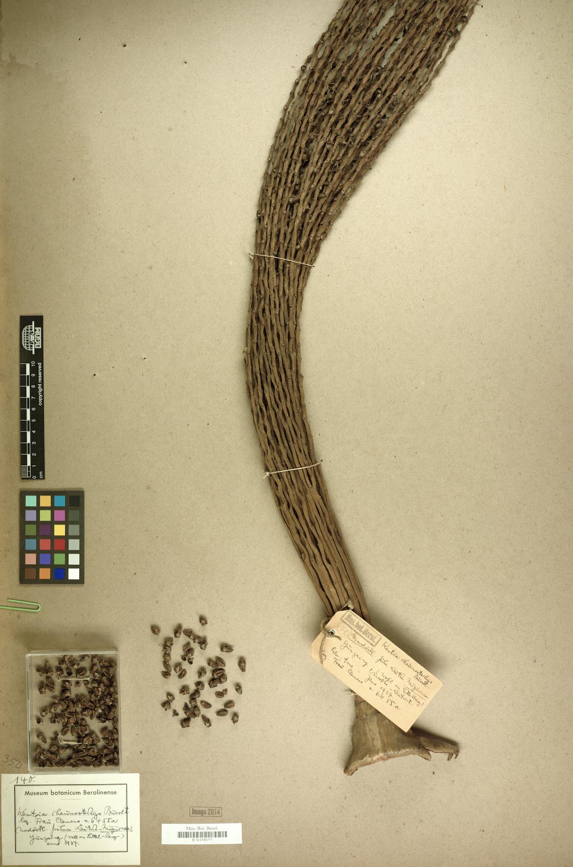 Kentia chaunostachys (Palm cabbage) — photo