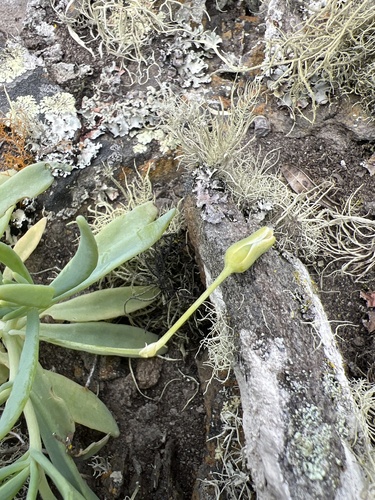 Kewa acida (St Helena salad) — photo
