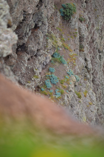 Kewa acida (St Helena salad) — photo