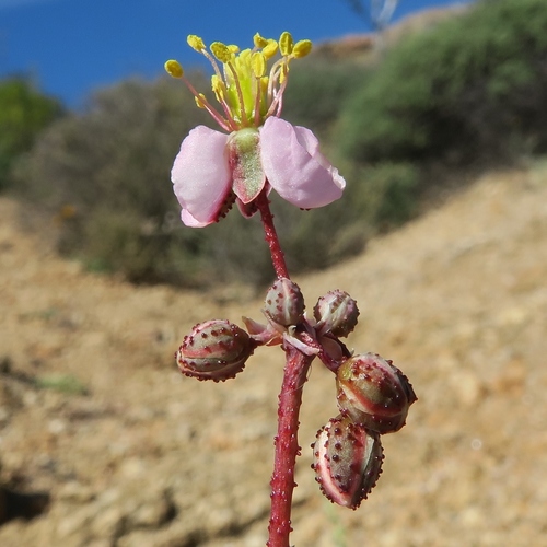 Kewa salsoloides — photo