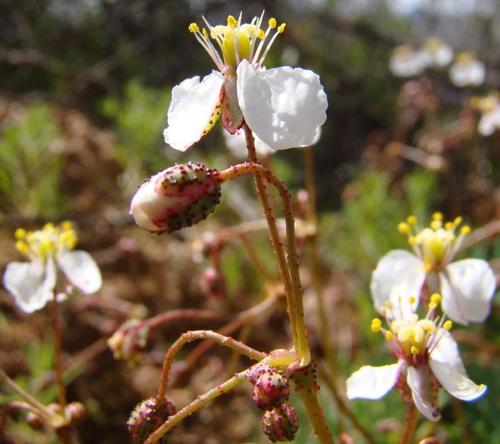 Kewaceae