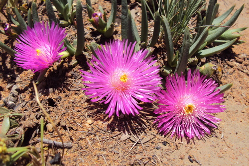 Khadia acutipetala (Khadi root) — photo