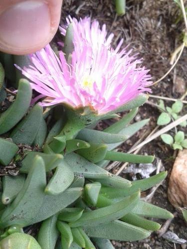 Khadia acutipetala