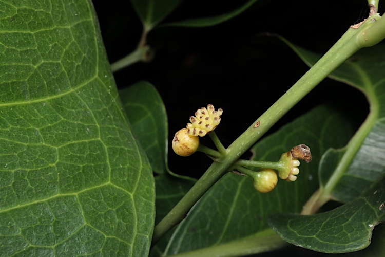 Kibara macrophylla (Large-leaved wilkiea) — photo