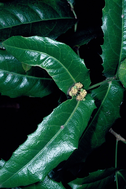 Kibara macrophylla