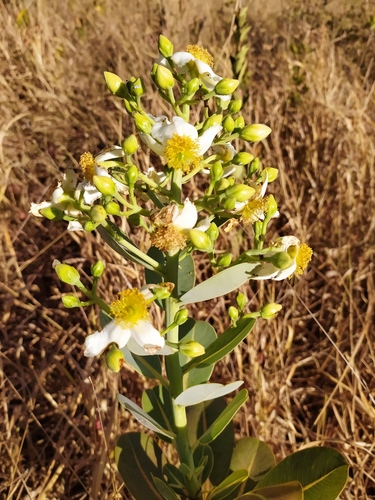 Kielmeyera corymbosa — photo