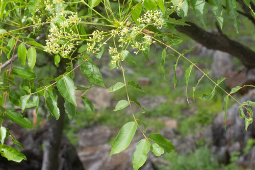 Kirkia acuminata (White syringa) — photo