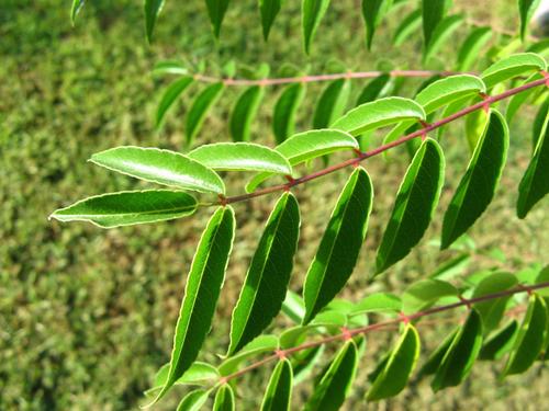 Kirkia acuminata (White syringa) — photo