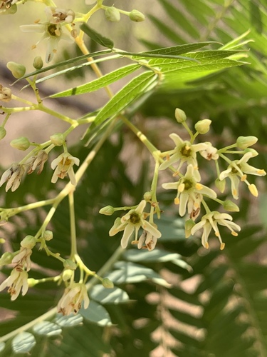 Kirkia wilmsii (Mountain syringa) — photo