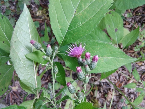 Klasea quinquefolia — photo