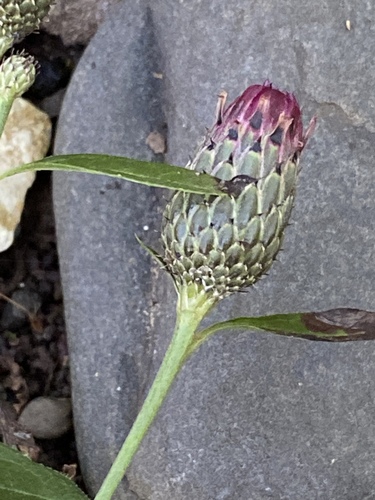 Klasea quinquefolia — photo