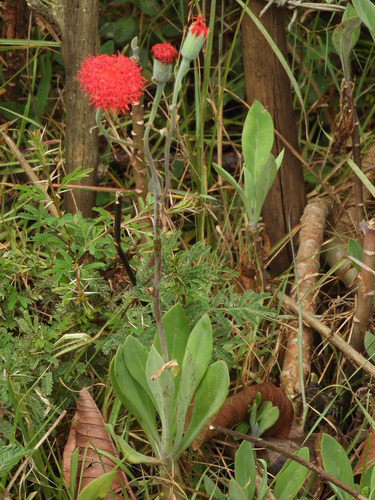 Kleinia abyssinica — photo