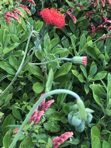 Kleinia abyssinica — photo