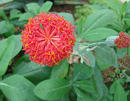 Kleinia abyssinica