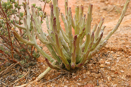 Kleinia longiflora — photo