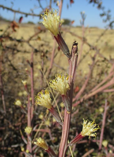 Kleinia longiflora