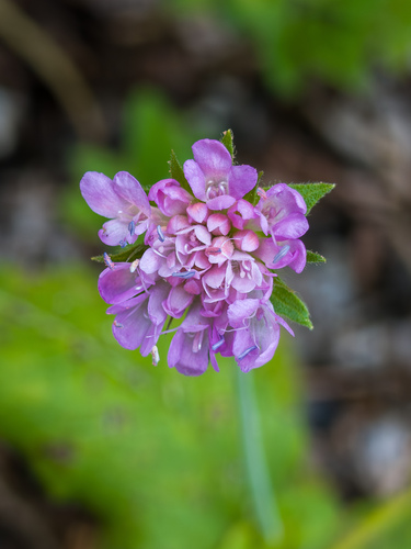 Knautia drymeia — photo