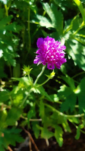 Knautia drymeia