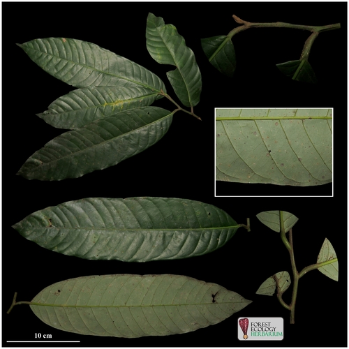 Knema glauca