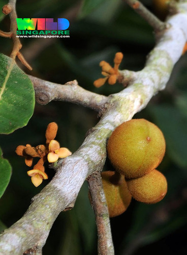 Knema globularia — photo