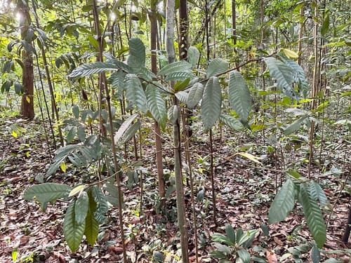Knema laurina (Black wild nutmeg) — photo