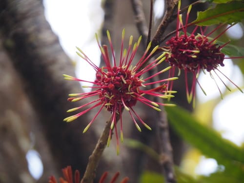 Knightia excelsa (Rewarewa) — photo