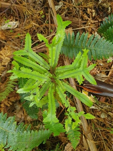 Knightia excelsa (Rewarewa) — photo