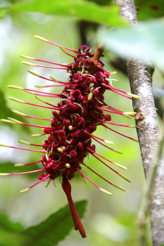 Knightia excelsa