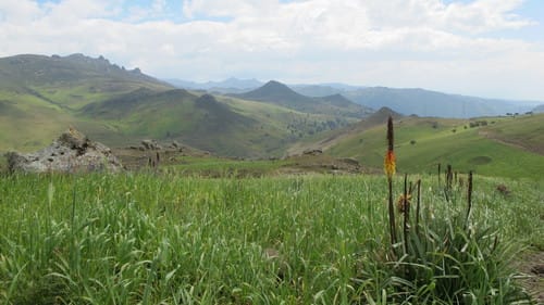 Kniphofia foliosa (Torch lily) — photo
