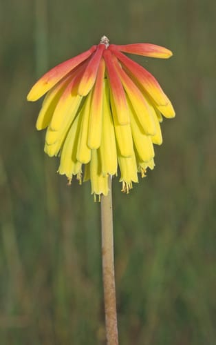 Kniphofia grantii — photo