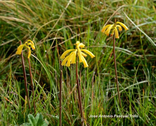 Kniphofia isoetifolia — photo