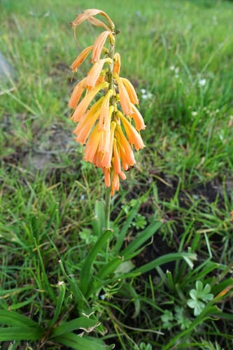 Kniphofia isoetifolia — photo