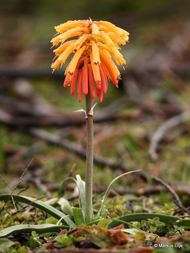 Kniphofia isoetifolia