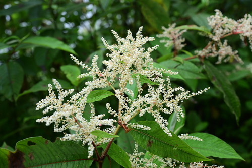 Koenigia mollis (Sikkim knotweed) — photo