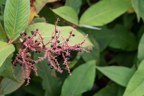 Koenigia mollis (Sikkim knotweed) — photo
