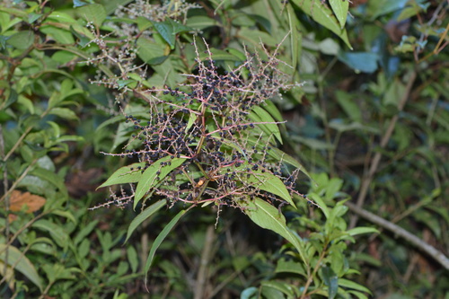 Koenigia mollis