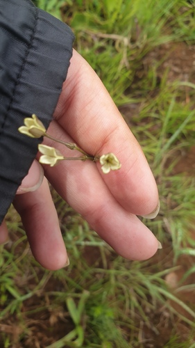 Kohautia amatymbica (Tremble tops) — photo