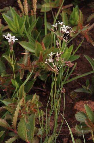 Kohautia amatymbica (Tremble tops) — photo